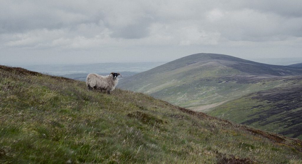 The Cheviots