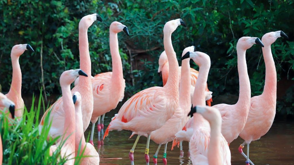 Paignton Zoo
