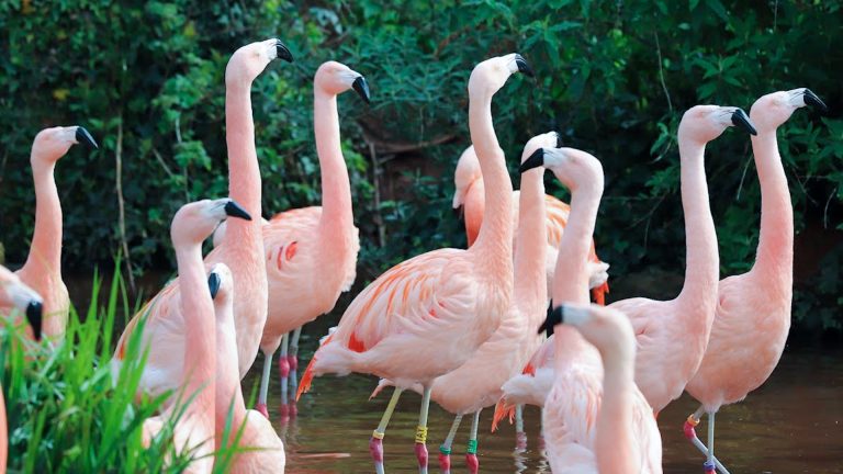 Paignton Zoo